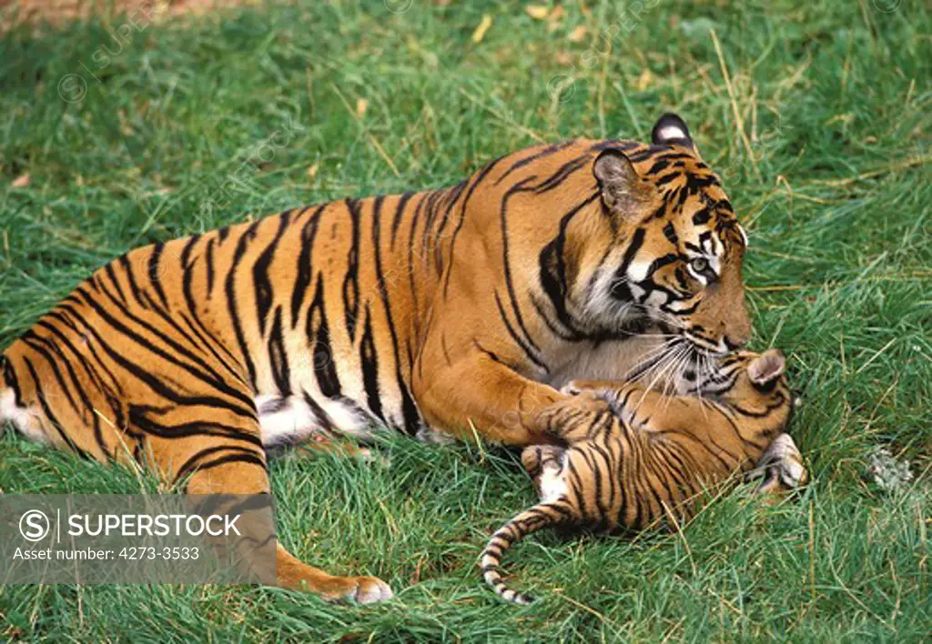 Sumatran Tiger Panthera Tigris Sumatrae, Female Playing With Cub