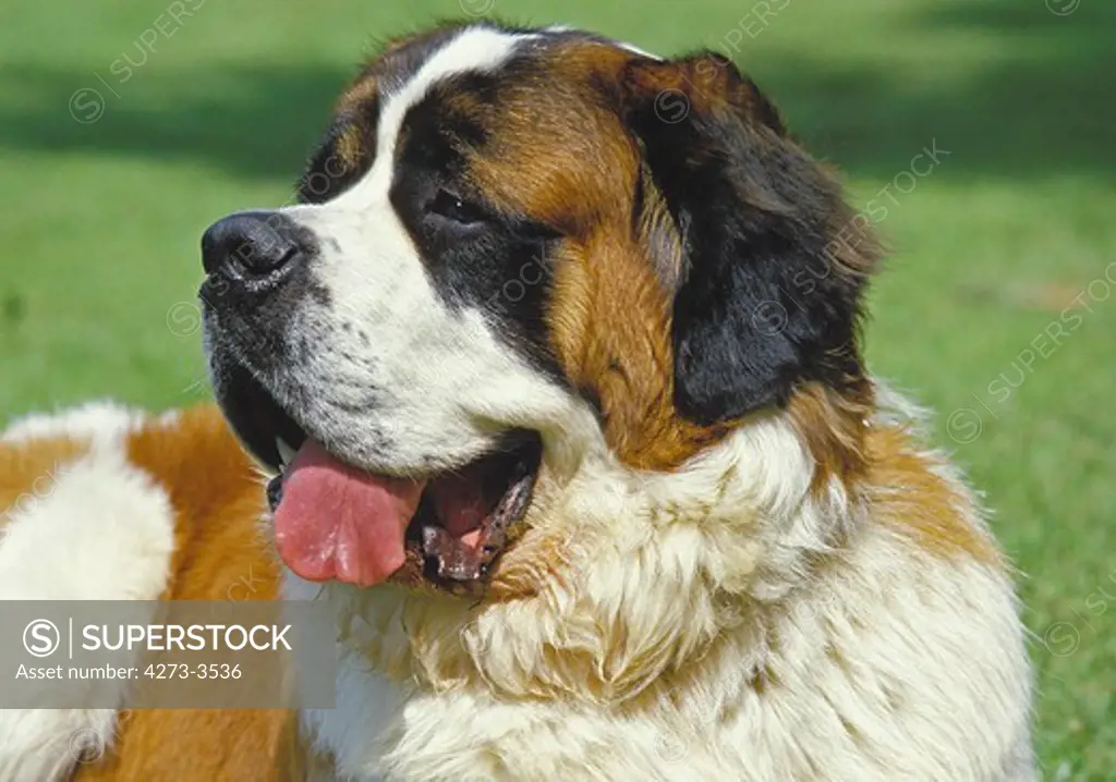 Saint Bernard Dog, Portrait Of Adult With Tongue Out