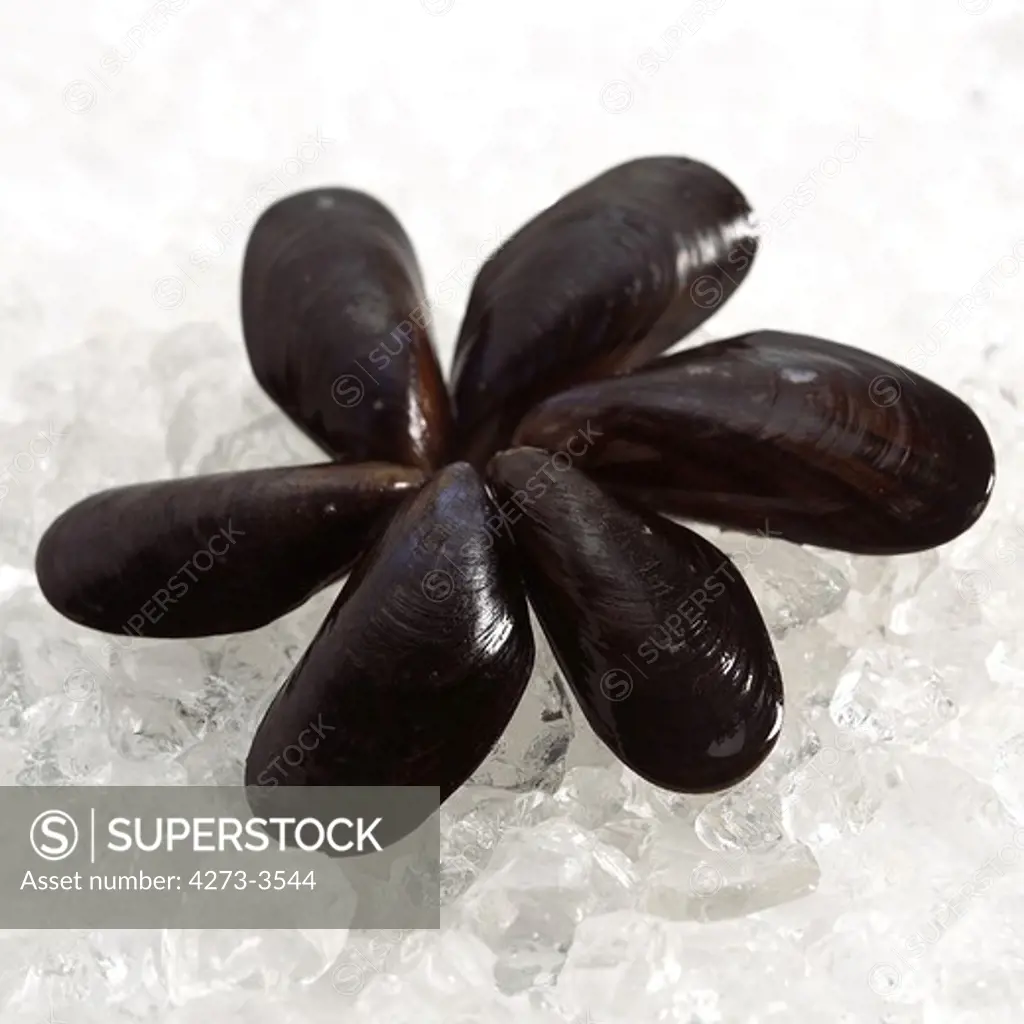 Fresh Mussels Mytilus Edulis On Ice
