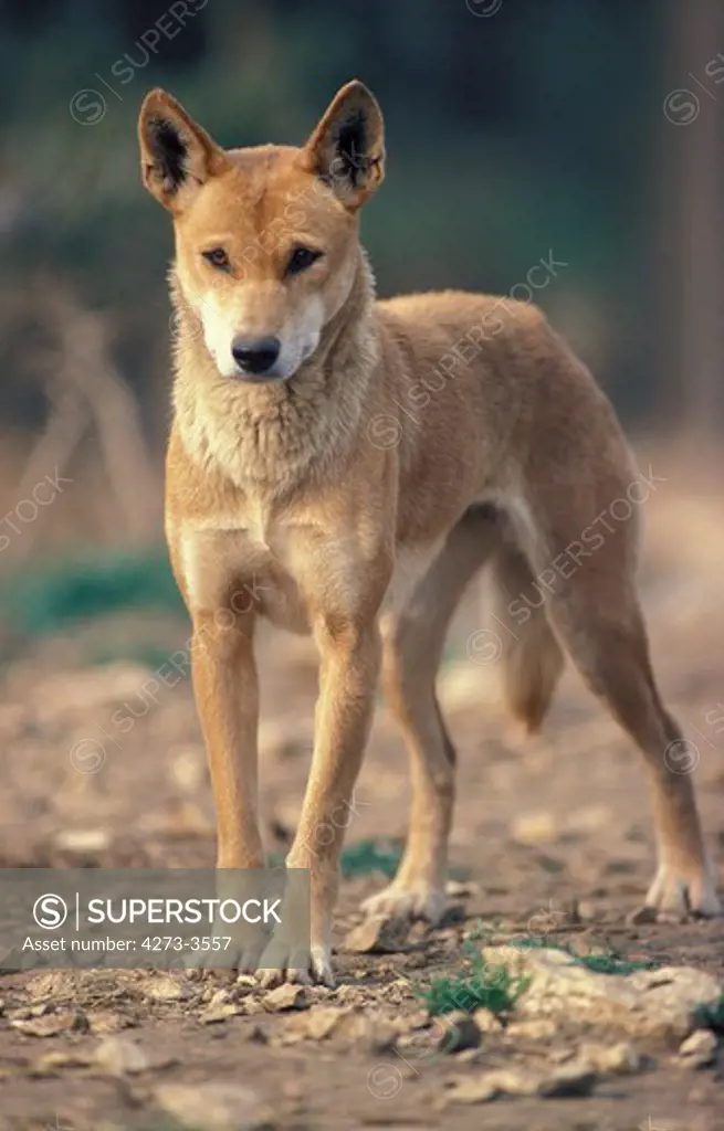 Dingo Canis Familiaris Dingo, Adult