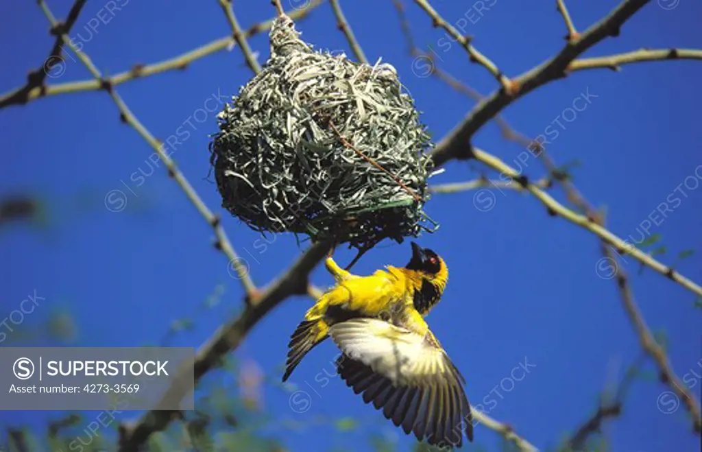 Village Weaver Ploceus Cucullatus, Adult Ventilating Nest With Wings To Reduce Heat, Kenya