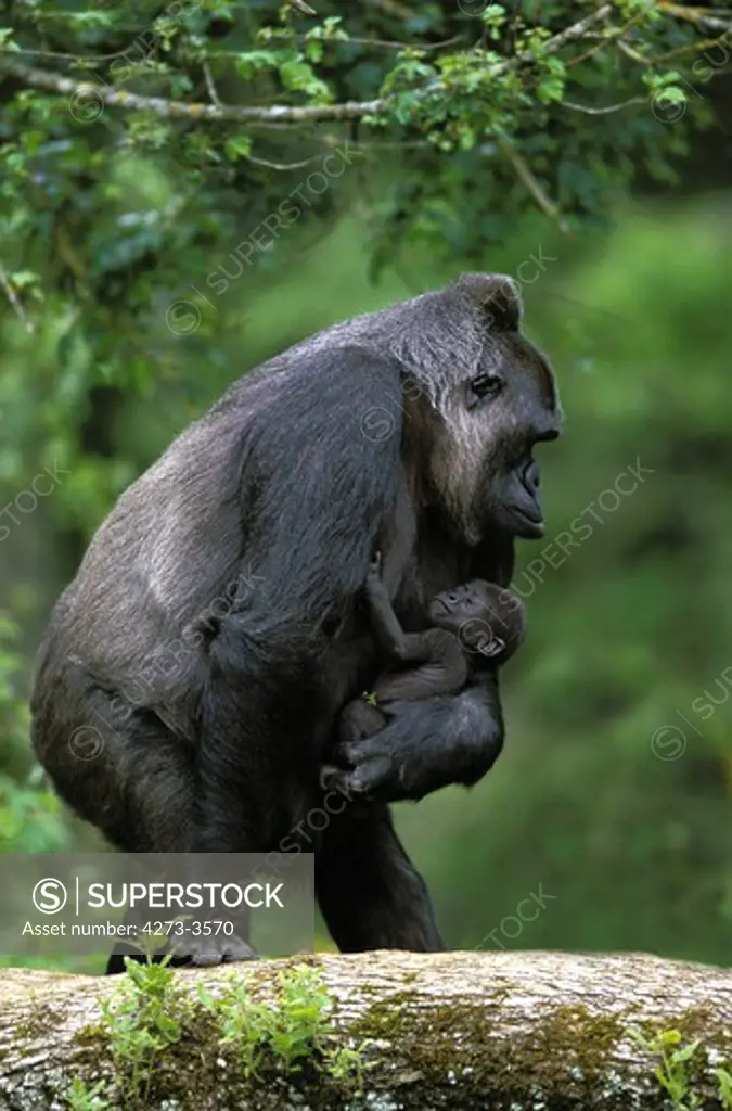 Eastern Lowland Gorilla, Gorilla Gorilla Graueri, Female Carrying Young