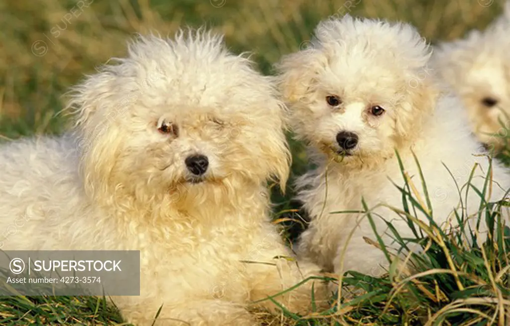 Bichon Frise Dog, Adult With Puppy