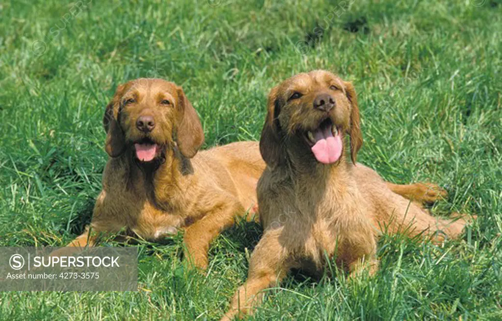 Hungarian Pointer Or Vizsla Dog, Pair Resting On Grass