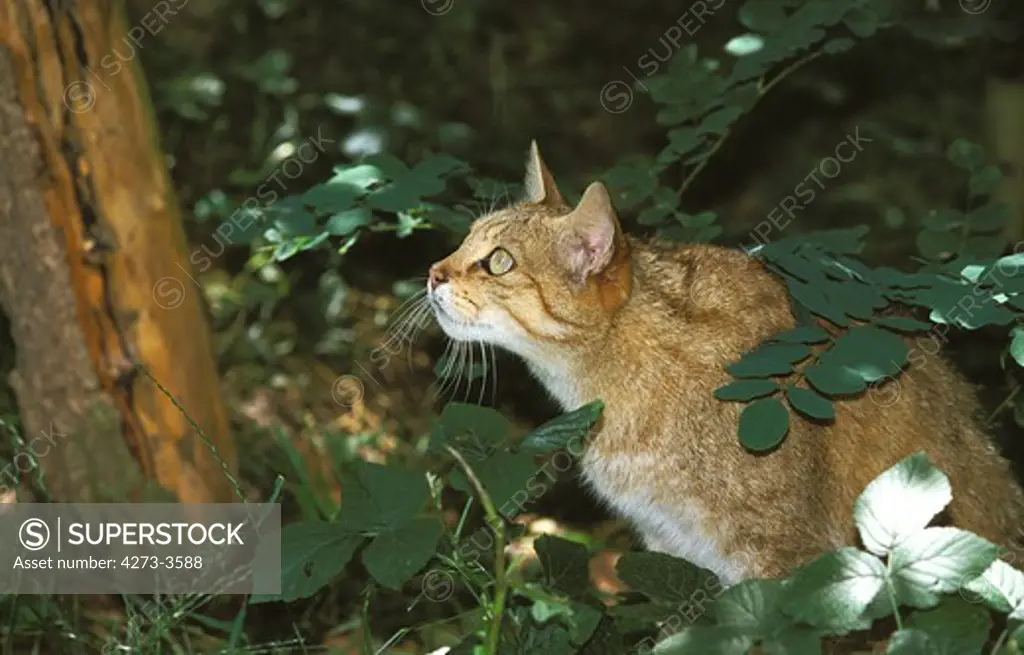 European Wildcat Felis Silvestris, Adult Looking Up