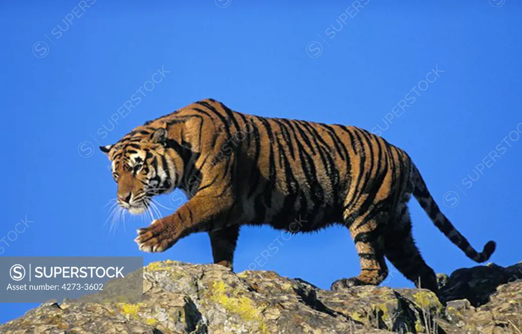 Bengal Tiger Panthera Tigris Tigris, Adult Standing On Rock