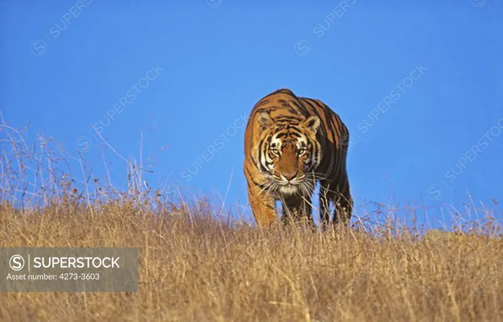 Bengal Tiger Panthera Tigris Tigris, Adult Standing In Dry Grass