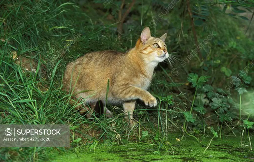 European Wildcat Felis Silvestris, Adult Standing Near Puddle