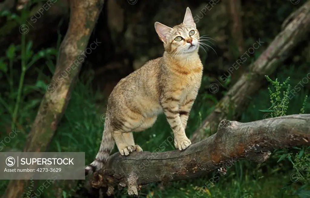 African Wildcat, Felis Silvestris Lybica, Adult Standing On Branch