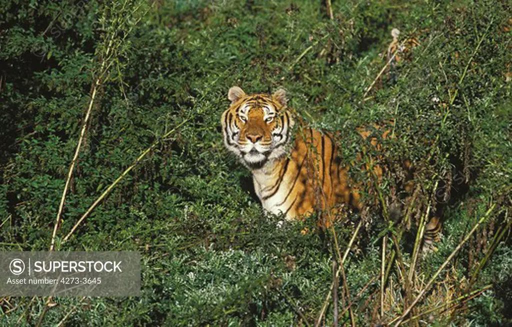 Bengal Tiger Panthera Tigris Tigris, Adult
