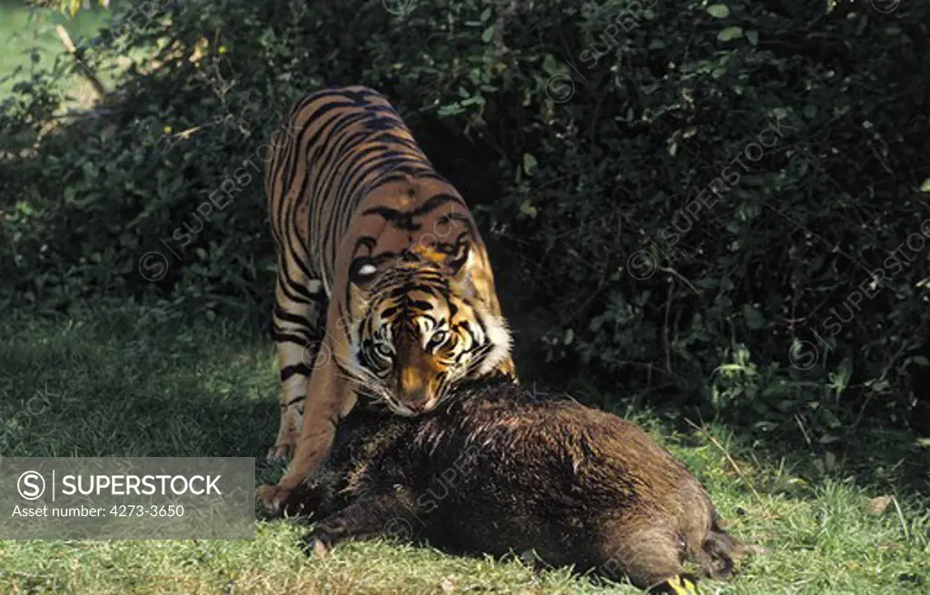 Sumatran Tiger Panthera Tigris Sumatrae, Adult With A Wildboar Kill