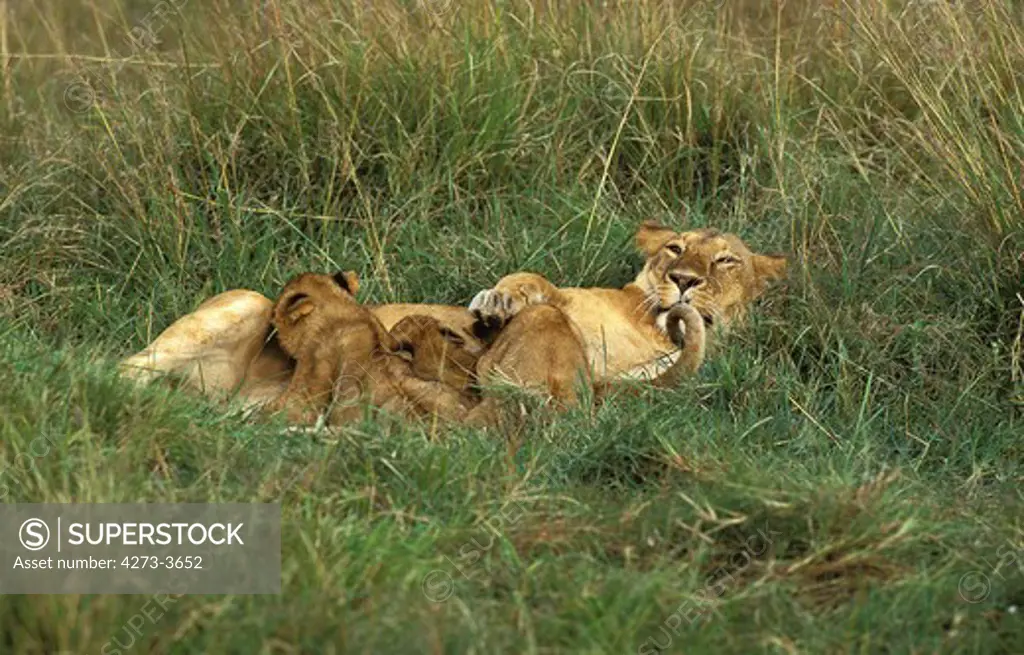 African Lion Panthera Leo, Female With Cub Suckling, Kenya