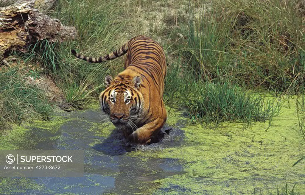 Bengal Tiger Panthera Tigris Tigris, Adult Entering Water