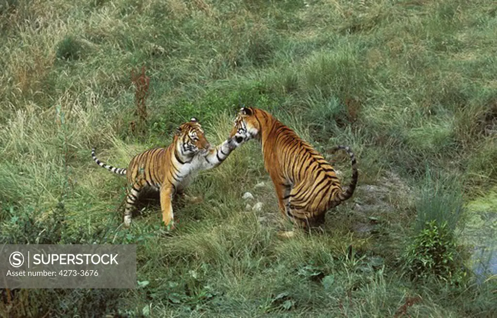 Bengal Tiger Panthera Tigris Tigris, Pair Fighting