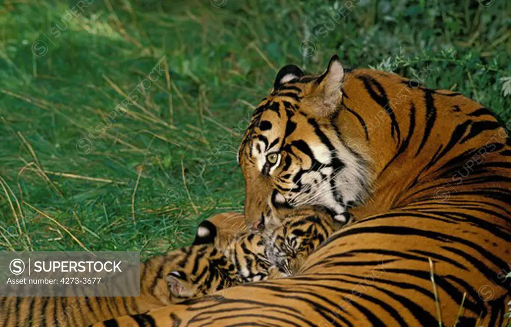 Sumatran Tiger, Panthera Tigris Sumatrae, Female With Cub Suckling