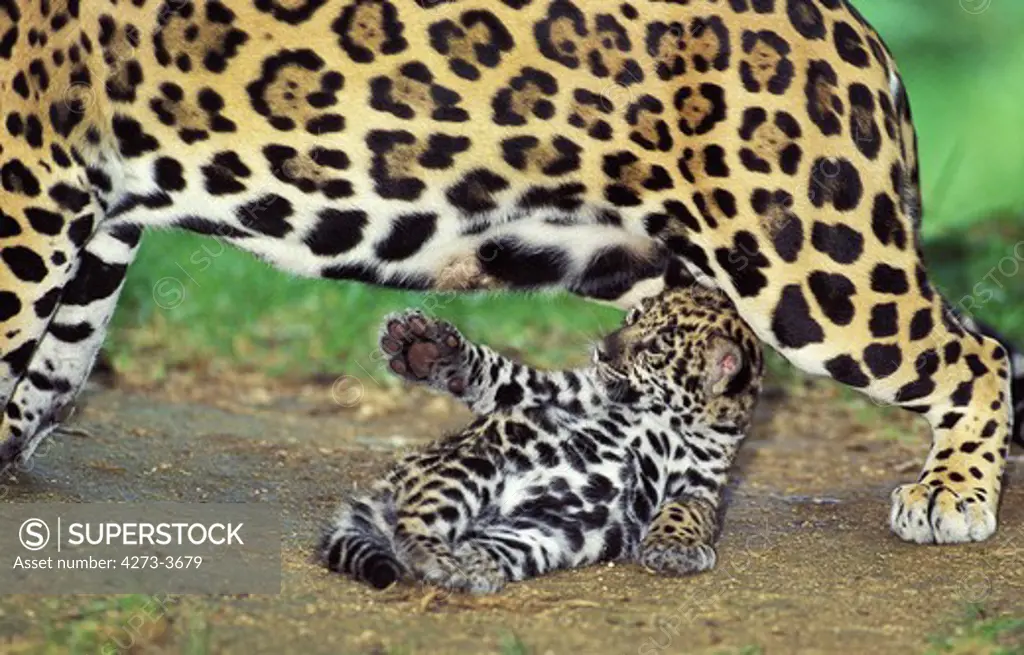 Jaguar, Panthera Onca, Female Playing With Cub