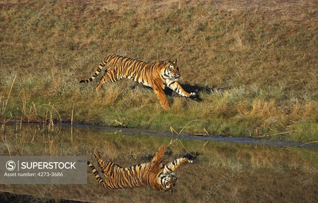 Bengal Tiger Panthera Tigris Tigris, Adult Running Near Water