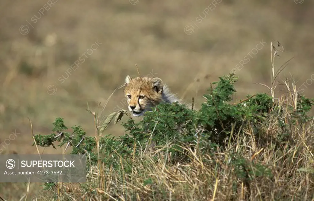Cheetah Acinonyx Jubatus, Cub Hiding In Bush, Masai Mara Park, Kenya