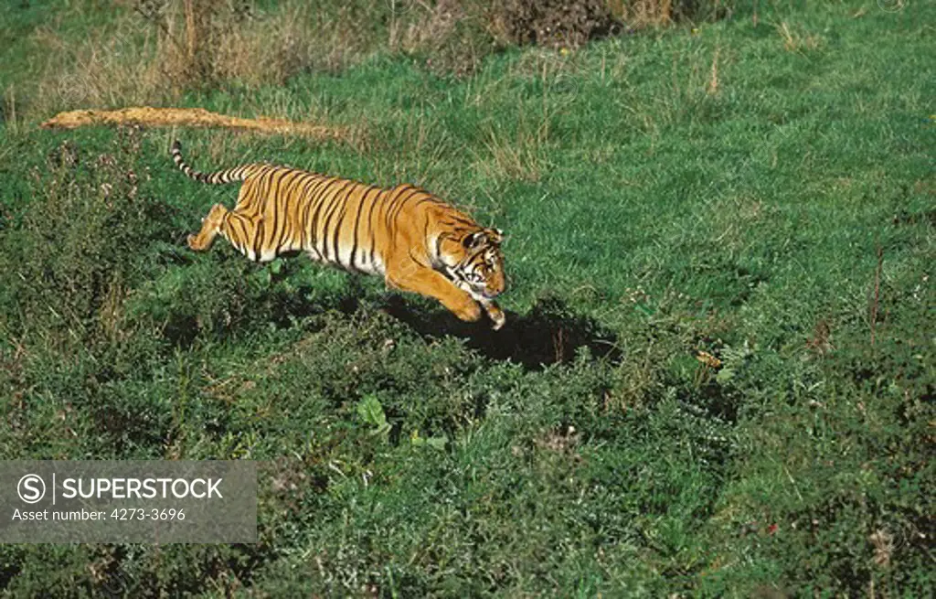 Bengal Tiger Panthera Tigris Tigris, Adult Running On Grass