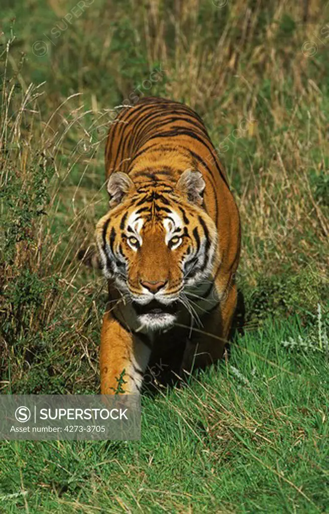 Bengal Tiger Panthera Tigris Tigris, Adult Walking On Grass