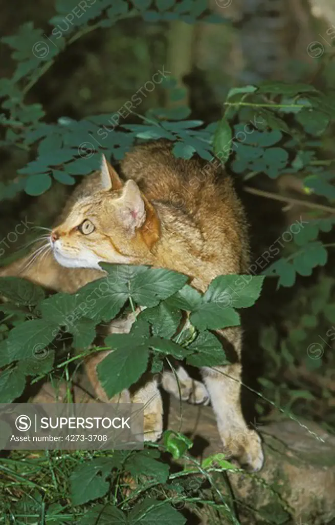 European Wildcat Felis Silvestris, Adult Hiding In Leaves