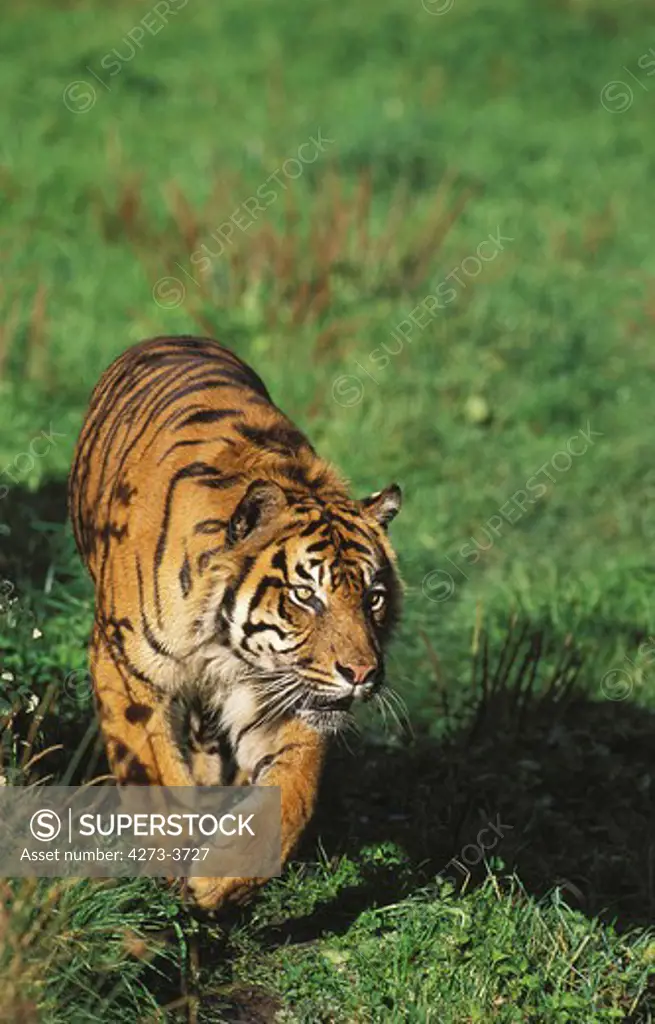 Sumatran Tiger Panthera Tigris Sumatrae, Adult Walking On Grass