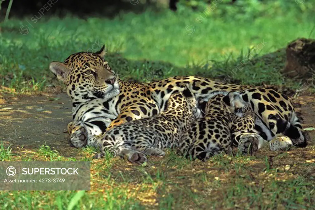 Jaguar Panthera Onca, Female With Cub Suckling