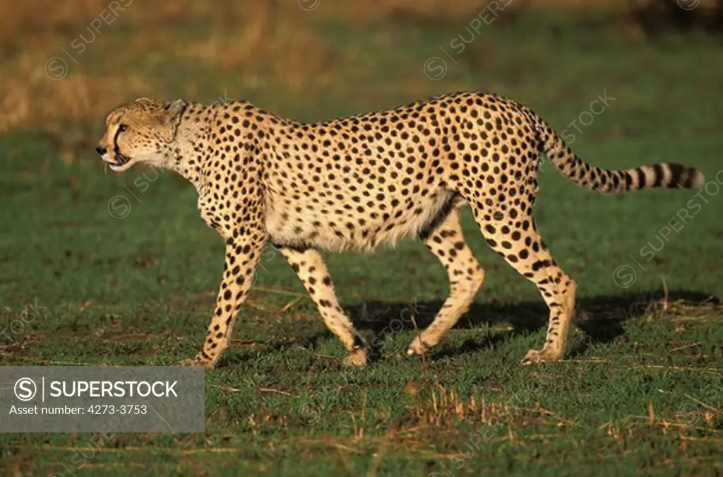 Cheetah Acinonyx Jubatus, Adult Standing On Grass, Kenya