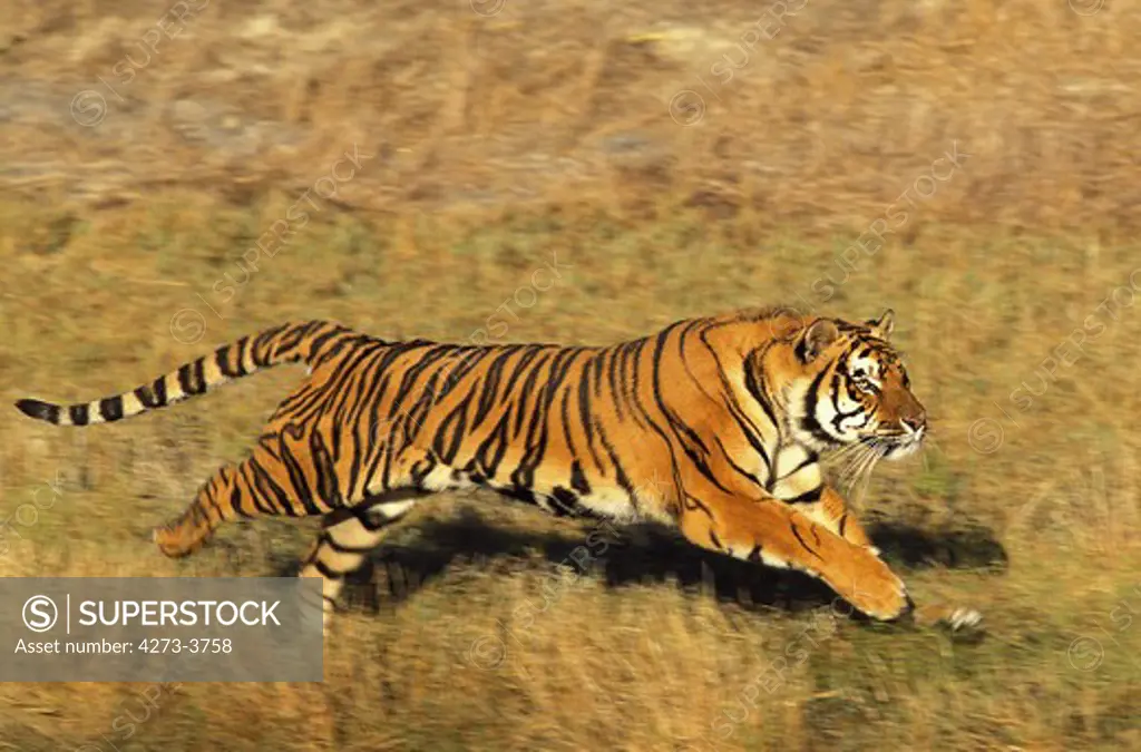 Bengal Tiger Panthera Tigris Tigris, Adult Running Through Dry Grass