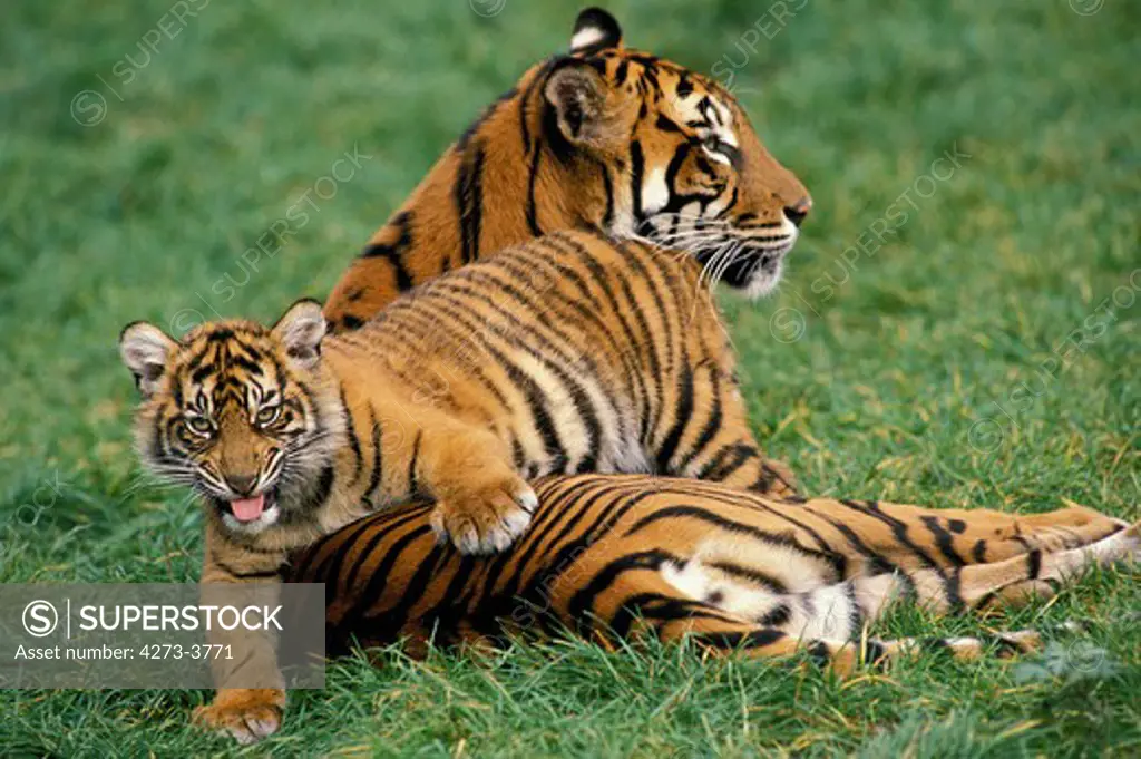 Sumatran Tiger Panthera Tigris Sumatrae, Female With Cub Laying Down On Grass