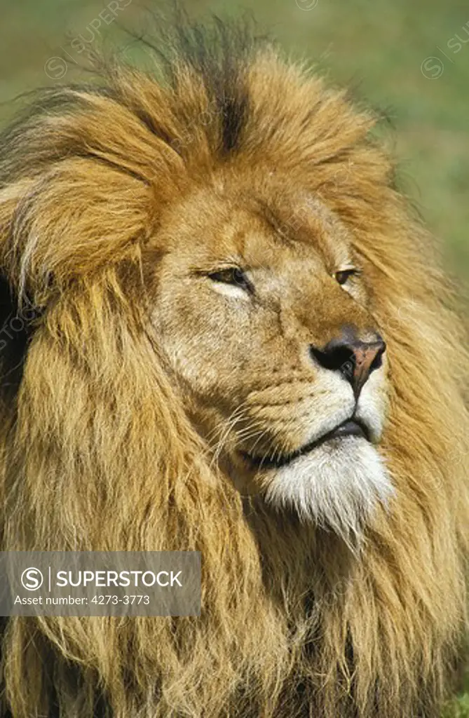 African Lion Panthera Leo, Portrait Of Male