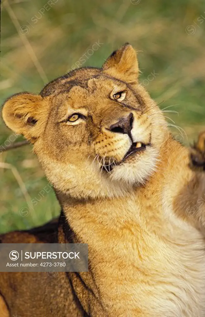 African Lion Panthera Leo, Portrait Of Female