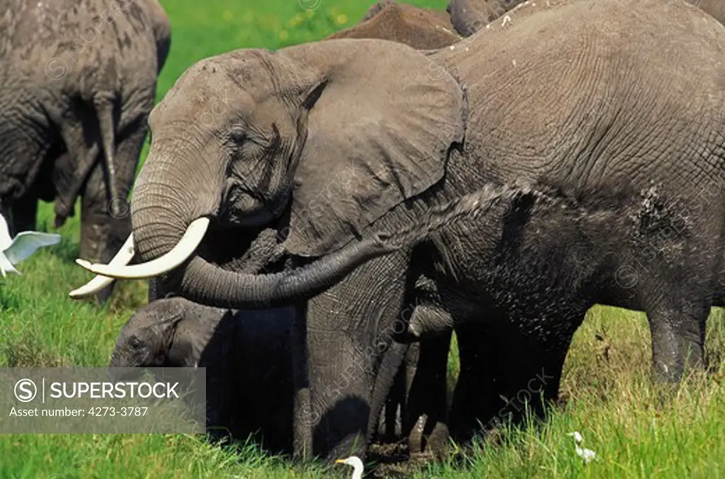 African Elephant Loxodonta Africana, Adult Spraying Itself With Water, Kenya