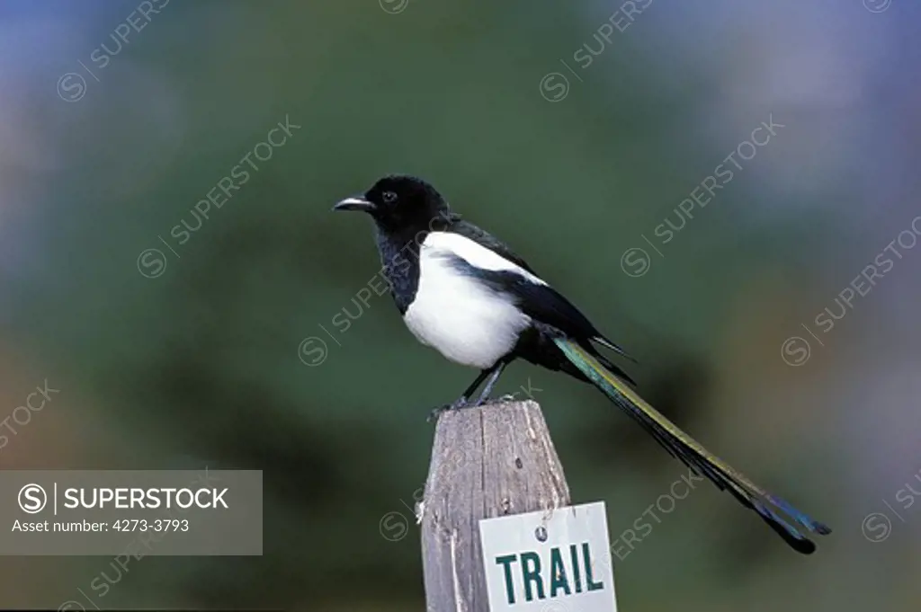 Black Billed Magpie Pica Pica, Adult Standing On Post, Ecosse