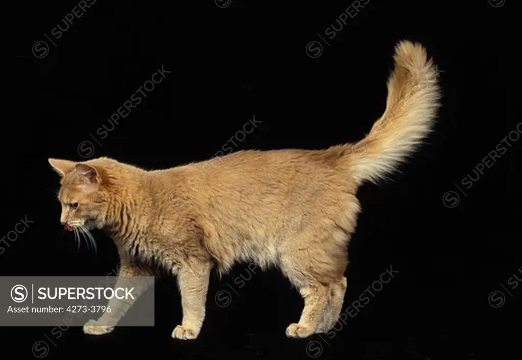 Fawn Somali Domestic Cat, Adult Against Black Background