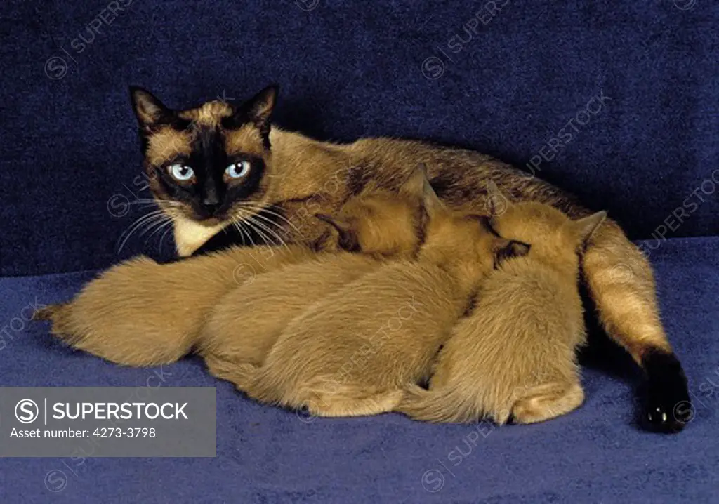 Tonkinese Domestic Cat, Female With Kitten Suckling