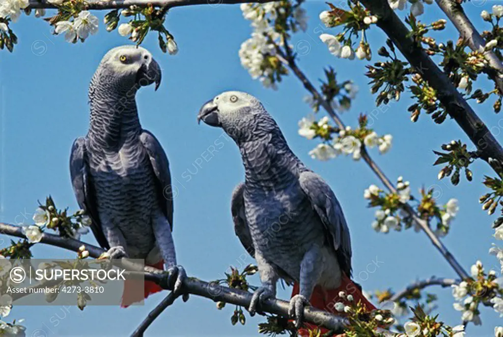 African Grey Parrot Psittacus Erithacus, Pair Standing On Branch With Flowers