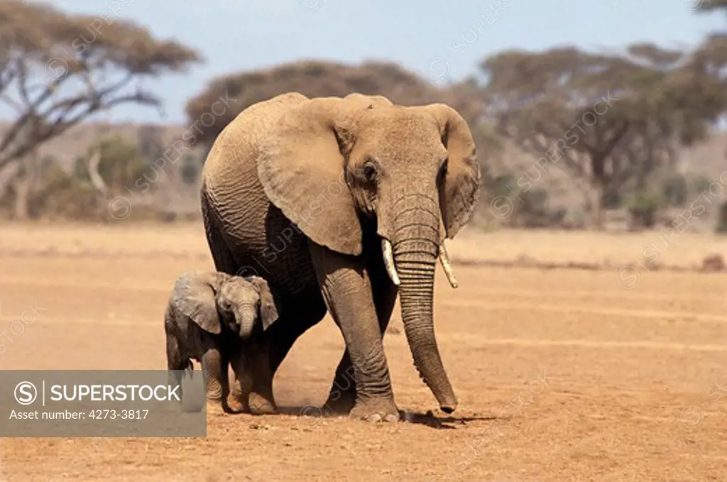 African Elephant Loxodonta Africana, Female With Calf, Amboseli Park, Kenya