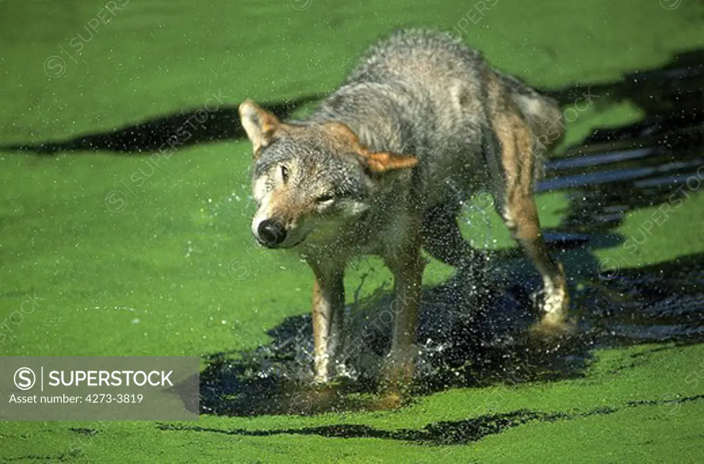 European Wolf Canis Lupus, Adult Standing In Water, Shaking Water Off Coat