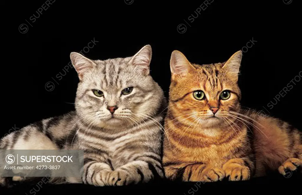 Brown Tabby And Silver Tabby European Domestic Cat, Adults Sitting Against Black Background