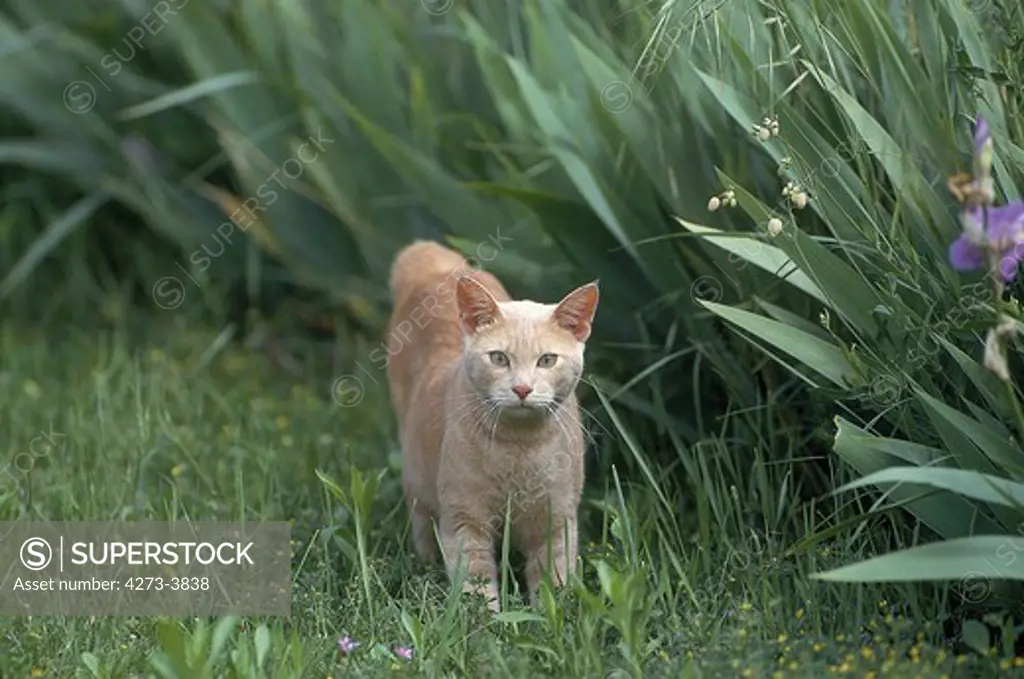 Red European Domestic Cat, Adult Standing On Grass