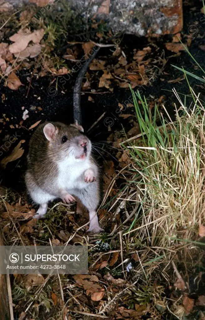 Brown Rat Rattus Norvegicus, Adult Standing On Hind Legs, On Threat Posture