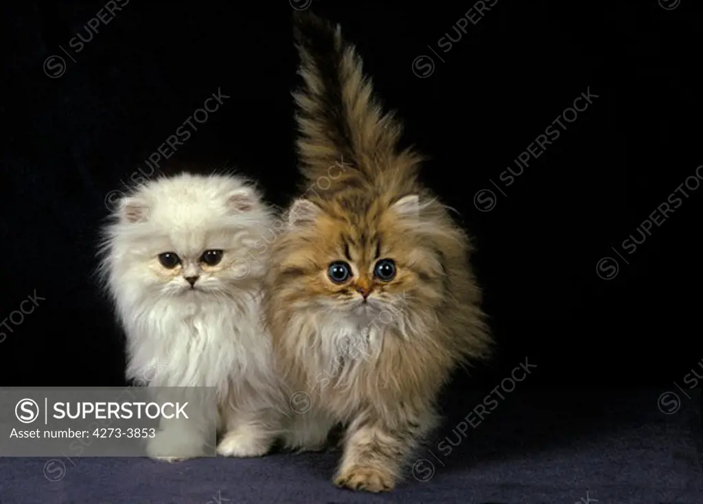 Golden And Chinchilla Persian Cat, Kitten
