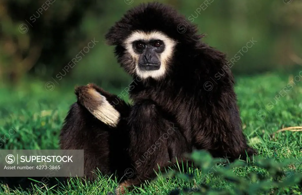 White-Handed Gibbon Hylobates Lar, Adult Sitting On Grass
