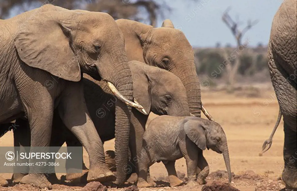 African Elephant Loxodonta Africana, Herd With Calf, Amboseli Park In Kenya