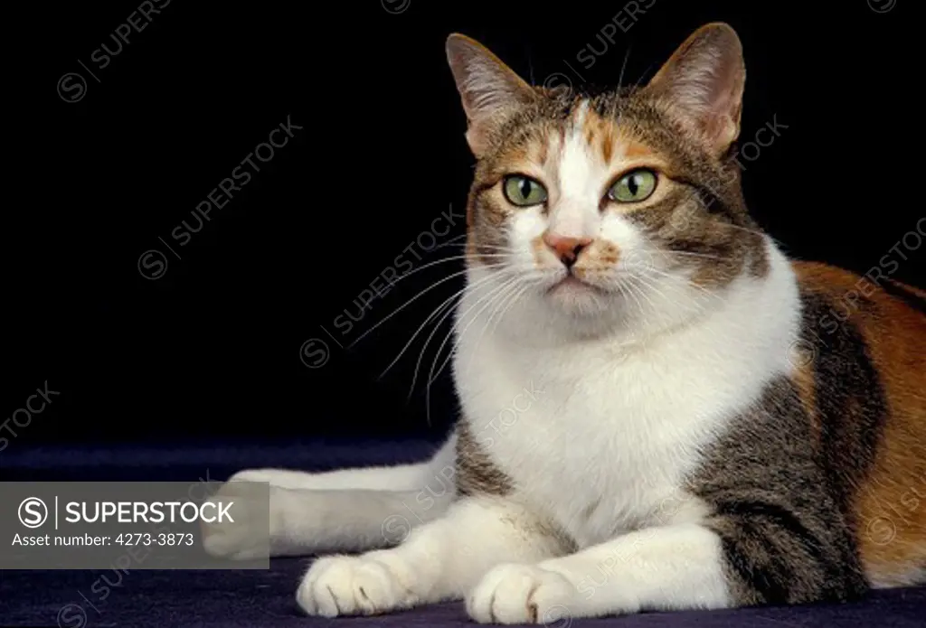 Japanese Bobtail Domestic Cat, Adult Laying Down Against Black Background
