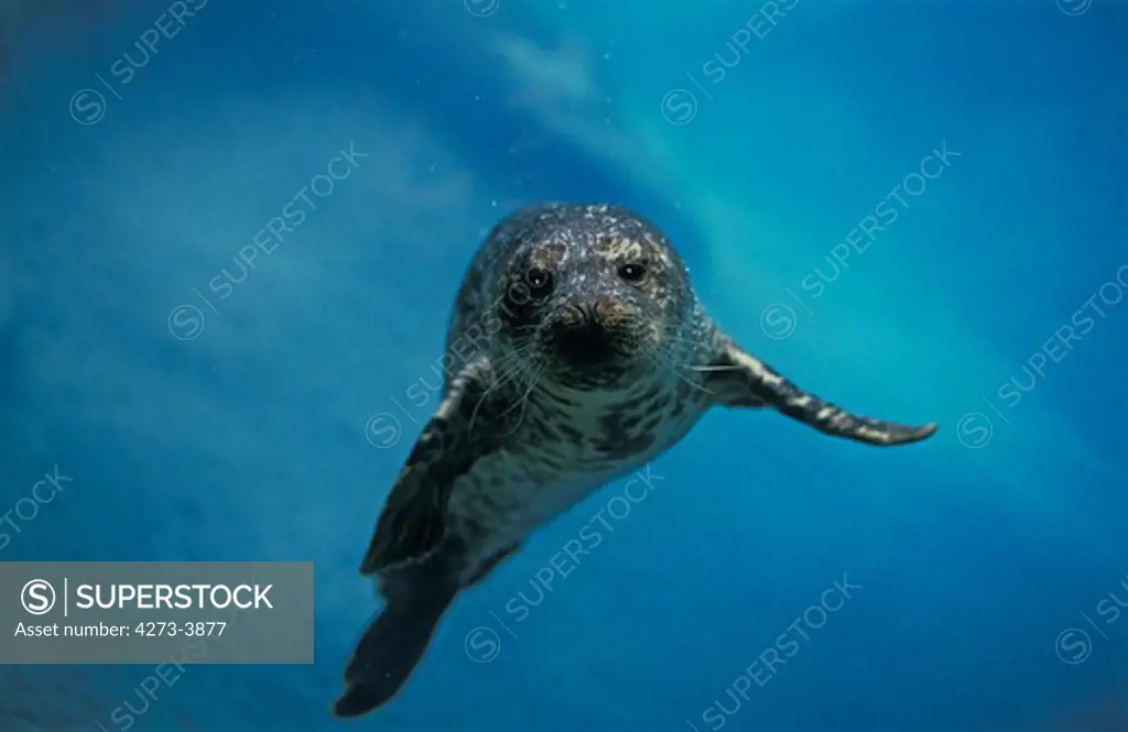 Harbour Seal Phoca Vitulina, Adult Underwater, Canada
