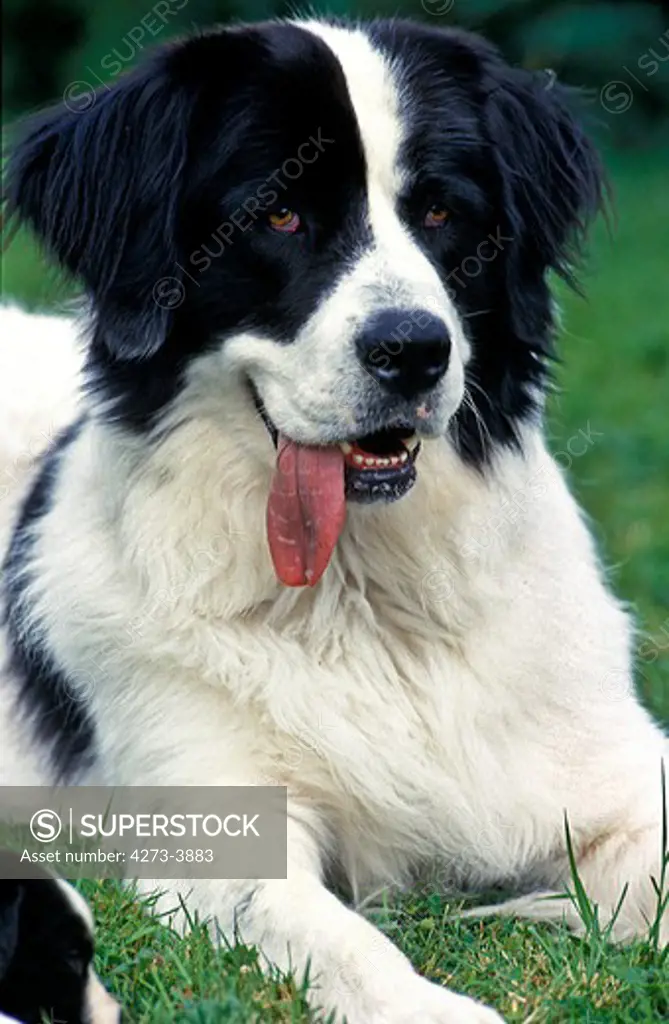 Landseer Dog, Female With Tongue Out