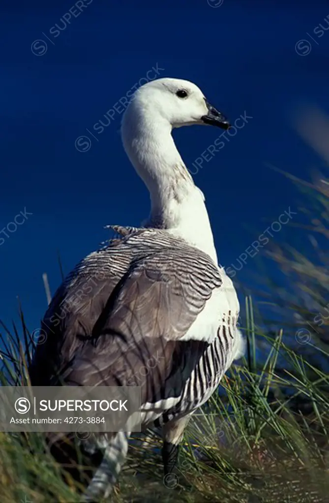 Magellan Goose Or Upland Goose Chloephaga Picta, Antarctica