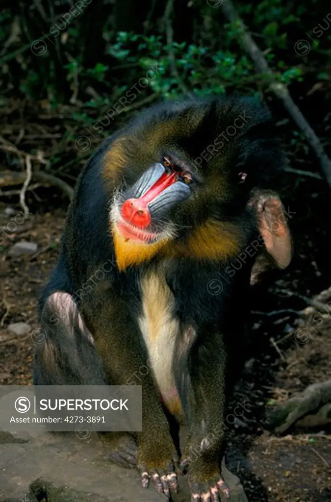Mandrill Mandrillus Sphinx, Male Scratching Its Head With Find Foot